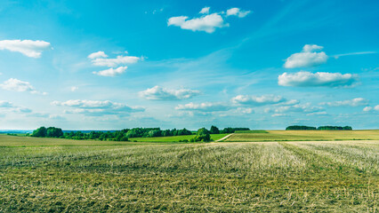 Wheat field after harvest and blue sky. Mown wheat is dried in the sun. Harvest season. Agribusiness and food industry.