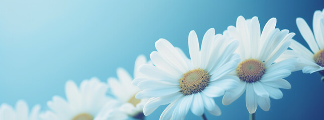 close up of a white daisy with a yellow center, in the style of dark sky-blue and light aquamarine.