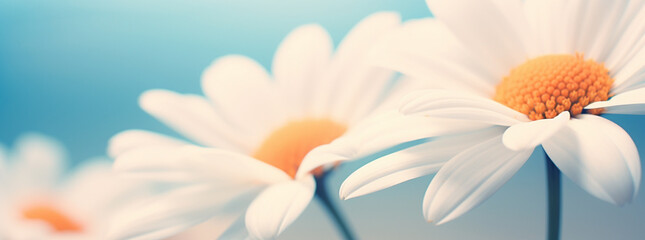 close up of a white daisy with a yellow center, in the style of dark sky-blue and light aquamarine.