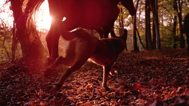 LENS FLARE, SLOW MOTION: Shepherd dog and two horses run through autumn forest. Magical sunset in the woods, where trotting brown horses and a running dog leave behind a cloud of rustling brown leaves