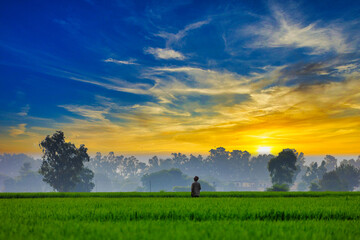Fototapeta premium Farmer in paddy rice fields