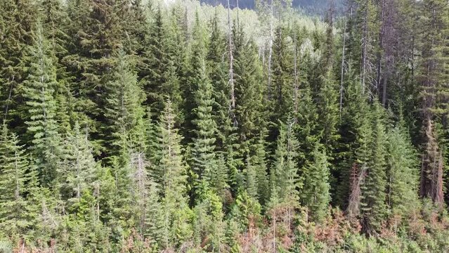 Ascending above a dense forest, the drone pans to capture the vibrant green foliage of the trees. As you reach higher, the view opens up to reveal a majestic panorama bird's-eye of natural beauty.