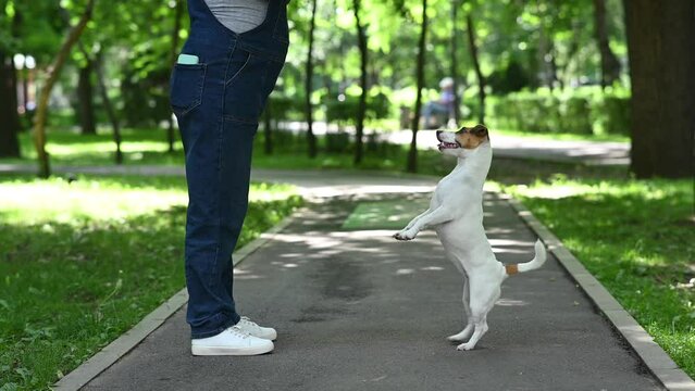 Jack Russell Terrier performs commands for the owner. 