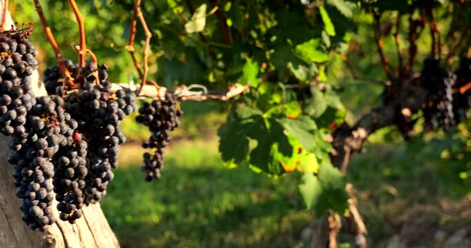 Grapes on a vineyard winery ready for the autumn harvest