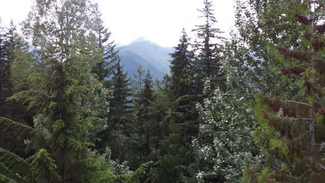 Scenic Aerial Lake and Mountain Valley Beautiful Landscape Intro. Forward path taken by a drone in between trees to a transcending breathtaking view of a stream, mountains, and a green treed forest. 