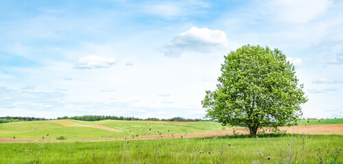 One big oak tree on a blue sky and green grass field background. Sunny weather. Copy space. Banner. Natural wallpaper. Beautiful landscape. Beauty in nature. Agricultural fields. Summer season. Day