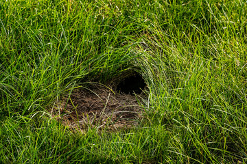 Rabbit Hole (burrow entrance) on a lawn. Rabbit use such holes for shelter and reproduction. 