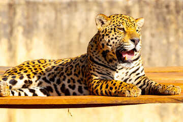 Magnificent jaguar portrait in selective focus. Largest wild cat in the Americas