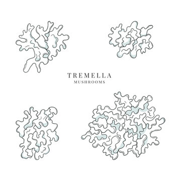 Collection of hand drawn tremella mushrooms