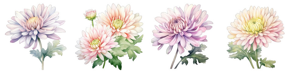 Chrysanthemum Botanical View On A Clean White Background Soft Watercolour Transparent Background
