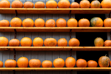 Row of many ripe orange white pumpkins decor wooden shelf barn wall farm yard barn fall harvest fest market. Halloween thanksgiving celebration symbol plant. Country rustic squash autumn background