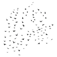 Sketch drawing of a silhouette of a flock of birds flying forward. Takeoff, flying, flight, flutter, hover, soaring, landing