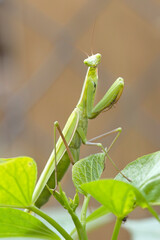 Portraiture of a cute praying mantis.