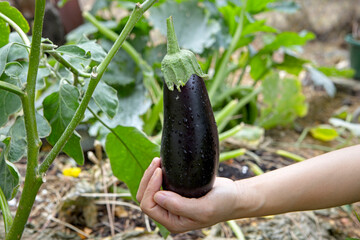 Displaying a freshly picked eggplant.