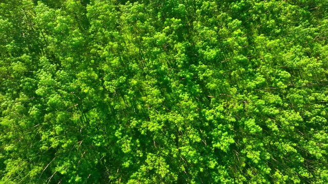 View lush rubber plantations from a drone's perspective: sprawling rows of rubber trees adorned in vibrant green, forming a sea of sustainable resources ready for tapping.
