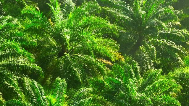 Aerial view of palm plantations captured by a drone: Endless rows of lush palm trees stretching across the landscape, creating a mesmerizing symphony of green and gold.
