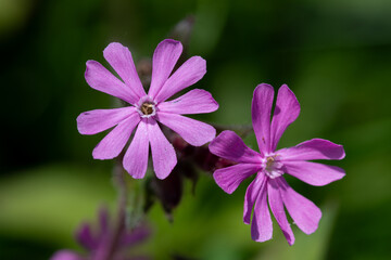 Fototapeta premium Macro shot of red campion (silene dioica) flowers