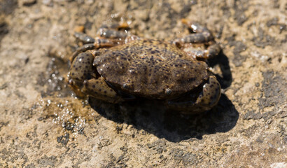 Eriphia verrucosa, sometimes called the warty crab or yellow crab. Black Sea.