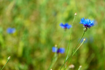 Blue cornflowers in the field. Blooming wildflowers close-up. Beautiful garden with colorful flowers. A bouquet of flowers for a holiday.