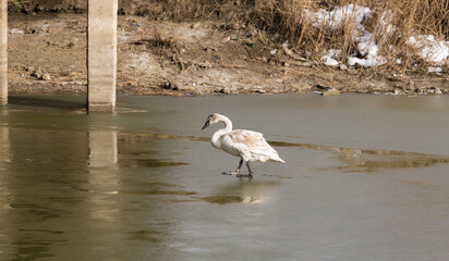 The mute swan (Cygnus olor). A young bird walks on ice in winter. The problem of bird migration.