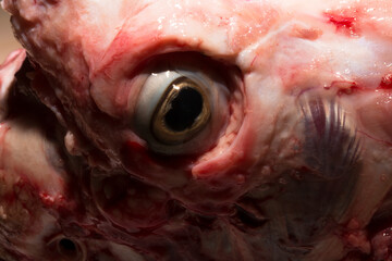 Sheep meat in water. The head of the animal without the skin. The eye of a slaughtered animal. Price for meat-eating.