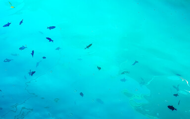 Fototapeta na wymiar Snorkeling underwater views fish Corals turquoise water Rasdhoo island Maldives.