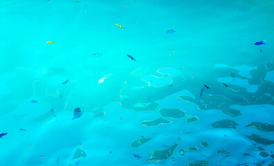 Snorkeling underwater views fish Corals turquoise water Rasdhoo island Maldives.