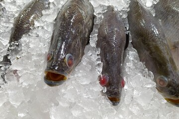 A group of sea fish freezing on crushed ice and selling at the fish market 