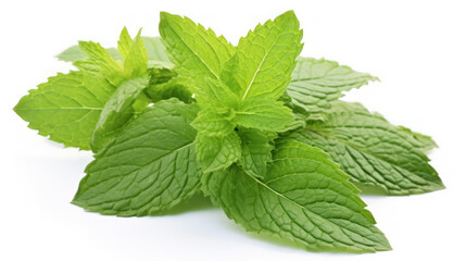 Fresh mint isolated on white background