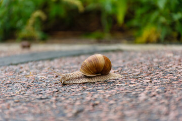 snail on the road