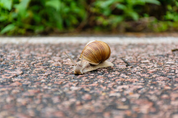 snail on the road