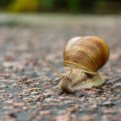 snail on the road