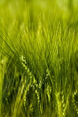 green wheat field