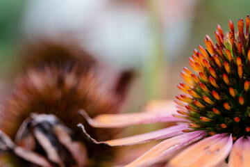 echinacea flower close up detail - obrazy, fototapety, plakaty