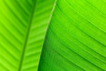 texture of banano leaves 