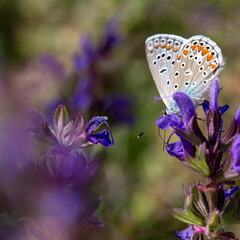 close up of polyommatus butterfly in natural bucolic scenery 