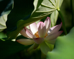 lotus flower and leaves in a pond