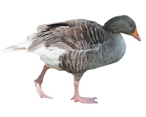 Toulouse goose bird isolated over white