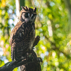 great horned owl in tree