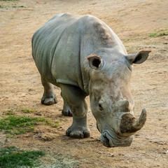 white rhino in zoo