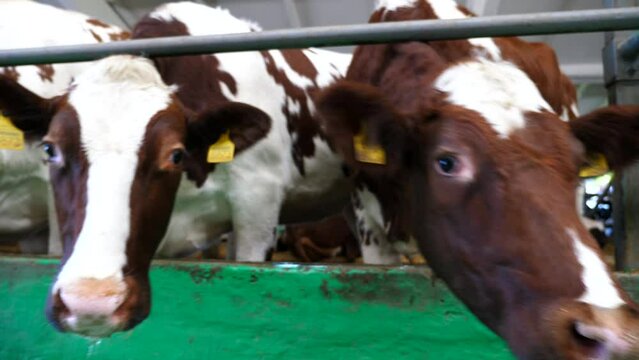 Close up to row of curious cute cows look into camera on dairy farm. Beautiful mammal animals waiting for a feeding at milk factory. Concept of agriculture industry and livestock husbandry. Slow mo