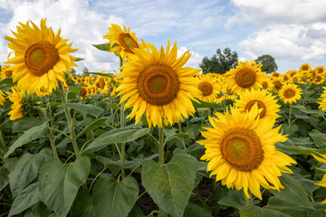 Field of sunflowers on a farm