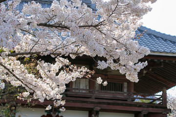 本法寺境内に咲く桜の花