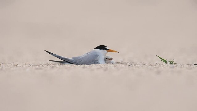 Least tern with baby on the beach