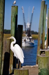 egret dock