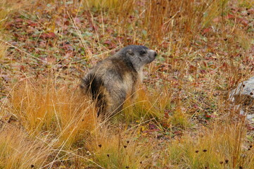 Marmot on Col de L'Iseran (2770m) the highest alp road, Saint-Jean-de-Maurienne, Savoy, Auvergne-Rhone-Alpes, France