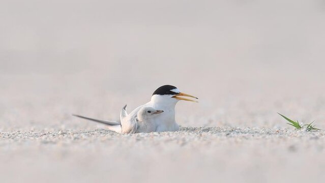 Least tern with baby on the beach
