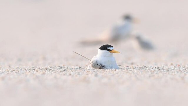 Least tern with baby on the beach
