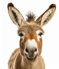 Obraz premium A curious donkey looking directly into the camera