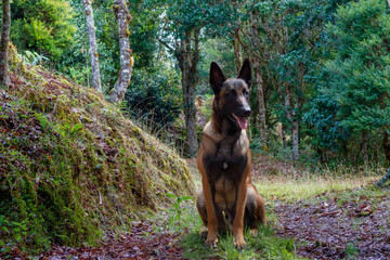 Malinois sitting at attention in the forest
